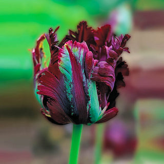 Black Parrot Tulip