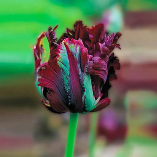 Black Parrot Tulip