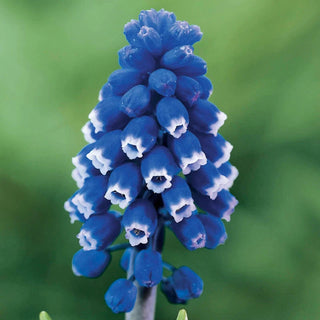 Dark Eyes Grape Hyacinth