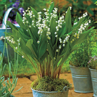 Giant Lily Of The Valley