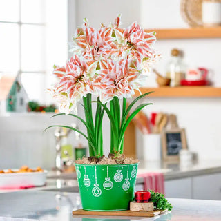 Double Amaryllis Dancing Queen