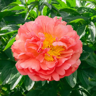 Coral Sunset Peony