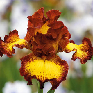 Bee My Honey Bearded Iris