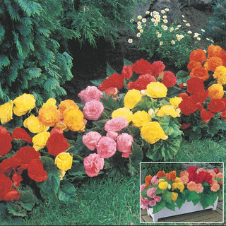 Everblooming Begonia Mixture