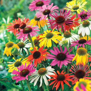 Butterfly Hybrids Coneflower Mixture