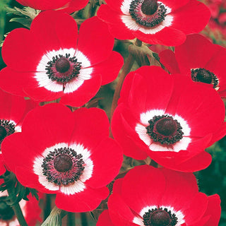 Poppy Hollandia Anemone