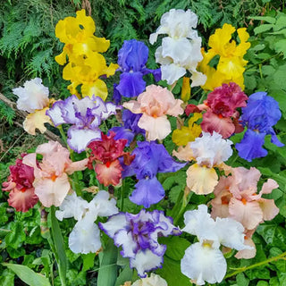 Reblooming Tall Bearded Iris Mixture