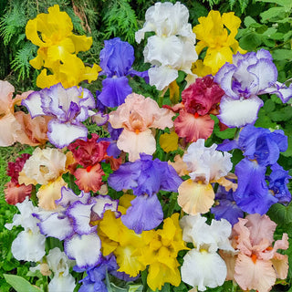 Reblooming Tall Bearded Iris Mixture