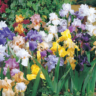 Reblooming Tall Bearded Iris Mixture