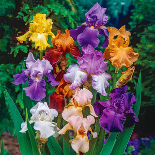 Reblooming Tall Bearded Iris Mixture