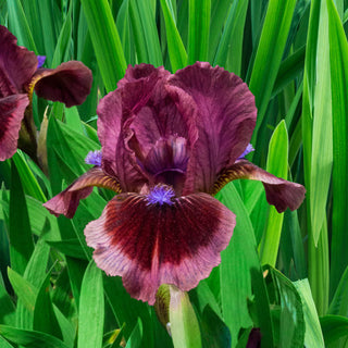 Cats Eye Dwarf Bearded Iris