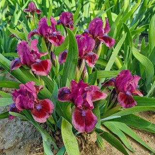 Cat's Eye Dwarf Bearded Iris