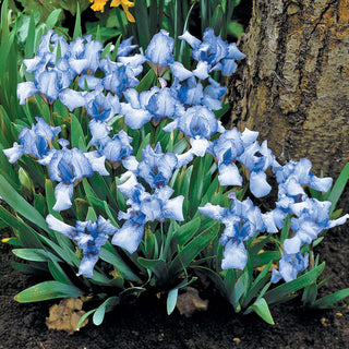 Forever Blue Dwarf Reblooming Bearded Iris