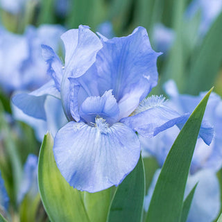 Forever Blue Dwarf Reblooming Bearded Iris