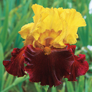 Kathy Chilton Bearded Iris