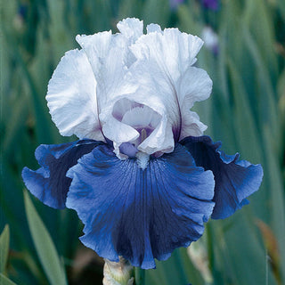 Mariposa Wizard Reblooming Bearded Iris