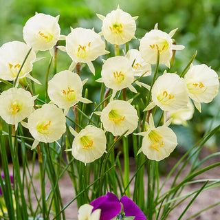 Arctic Bells Daffodil