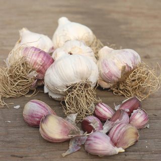 Russian Red Garlic