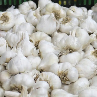 Regular White Softneck Garlic