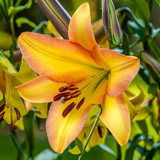 Rising Moon Lily Tree