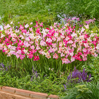 Cherry Blossom Hardy Gladiolus Mixture