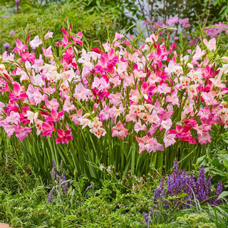 Cherry Blossom Hardy Gladiolus Mixture