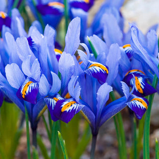 Alida Dwarf Iris