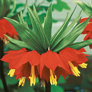 Rubra Maxima Crown Imperial