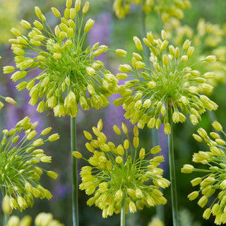 Yellow Fantasy Allium