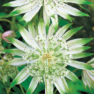 Shaggy Astrantia