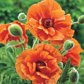 Harvest Moon Oriental Poppy