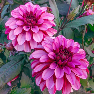 Melissa Anna Marijke Dahlia