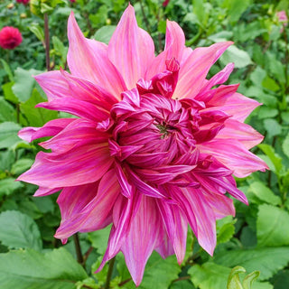 Penhill Dark Monarch Dahlia