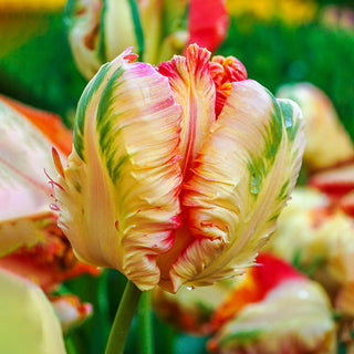 Apricot Parrot Tulip