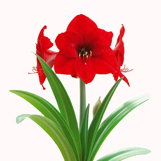 Naked Red Lion Amaryllis