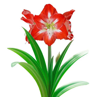 Minerva Amaryllis Bulb