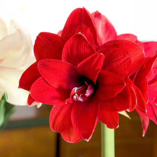 Naked Blitzen Amaryllis