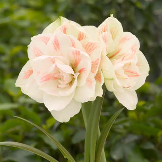 Naked Nymph Amaryllis