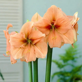 Naked Rilona Amaryllis