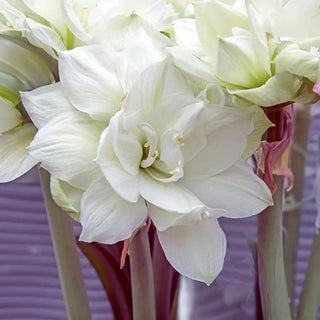 Naked Donner Amaryllis