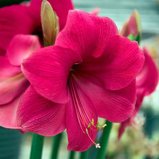 Naked Cupid Amaryllis