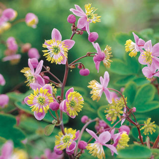 Meadow Rue 