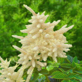 Sparkles Goatsbeard