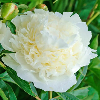 Duchesse de Nemours Peony