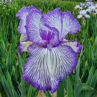 Autumn Circus Reblooming Bearded Iris