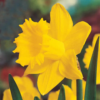 Breck’s® Colossal™  Daffodil