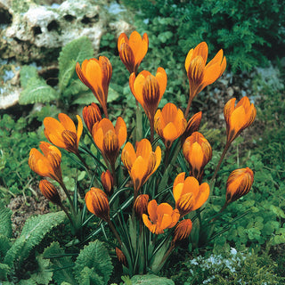 Orange Monarch Snow Crocus