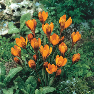 Orange Monarch Snow Crocus