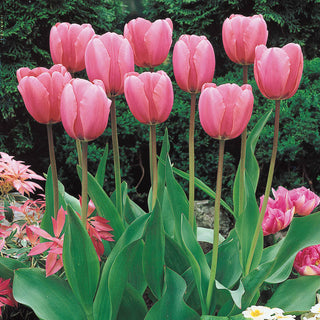 Guinevere Jumbo Perennial Tulip