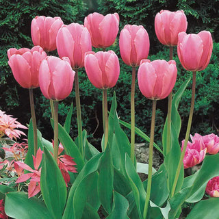 Guinevere Jumbo Perennial Tulip